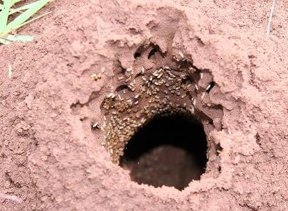 Hvordan til at dræbe hvide myrer. Da hvide myrer er til slik, kan du bruge søde kornet ant agn.