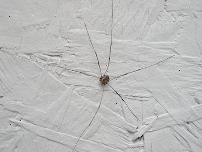 De fleste hus edderkopper hører til ikke-så-farlige slags. Om natten slukke udendørs lys.