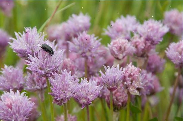Sådan at tørre lavendel. Høste dine lavendel.