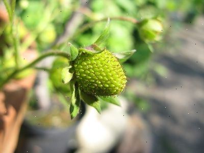 Hvordan man dyrker en jordbær plante. Vælg et godt jordbær plante.