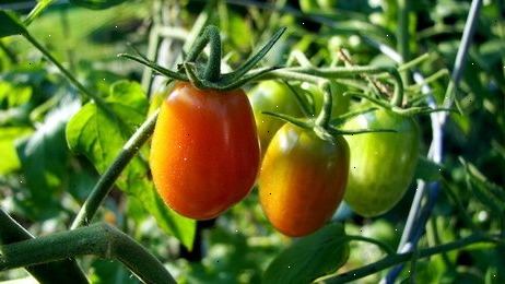 Sådan dyrke tomater i ørkenen. Vælg din tomat sort.