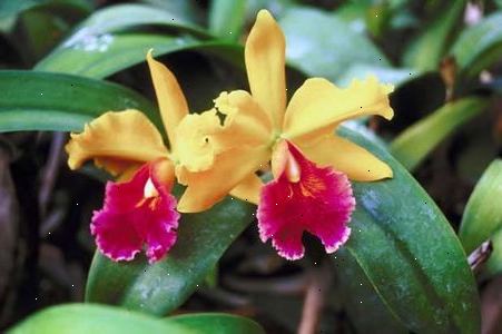 Orchid kaktus findes i 13.000 slags hele verden. Vand, gødning og jord.