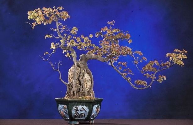 Hvordan til at forme bonsai træer. Udformningen af en bonsai-træ bør ske, når træet er i sin langsomme vækst fase.