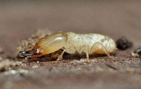 Sådan behandler termitter – E2R