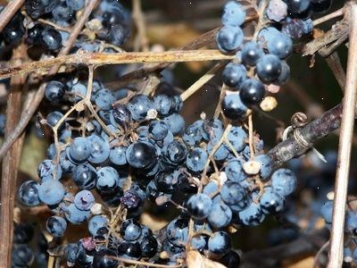 Sådan frø en drue vin. Få de bedste druer, der vil vokse i dit område.